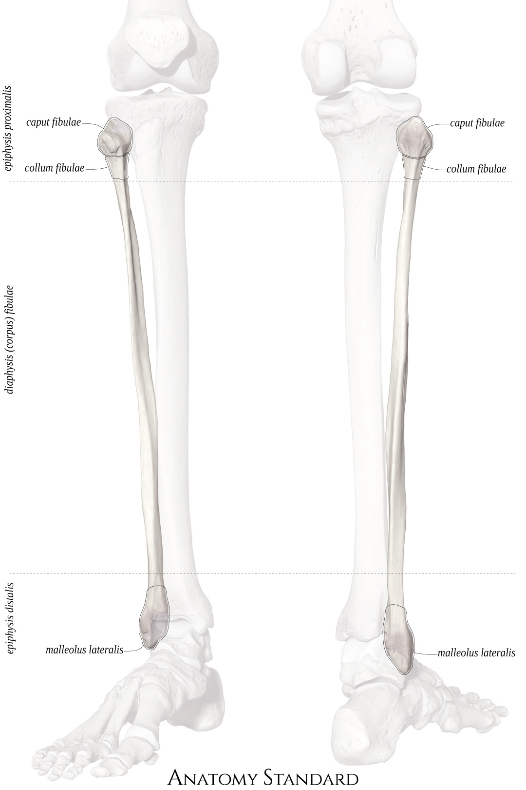 Anatomy Standard - Drawing Anatomy Of Fibula In Situ: Anterior And ...